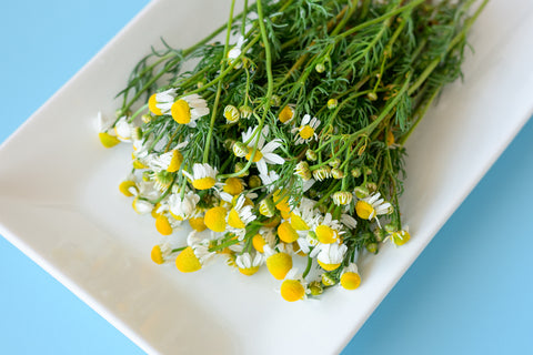 Chamomile Flower