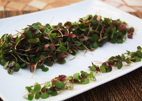 Micro Shiso Red